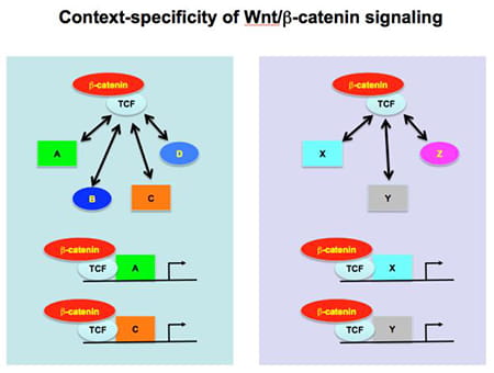 In this scheme, the cell on the left expresses transcription factors A, B, C, and D and the cell on the right expresses transcription factors X, Y, and Z. Interaction of the Tcf/b-catenin complex with the respective transcription factors likely determine which target genes are activated by Wnt/b-catenin signaling. 